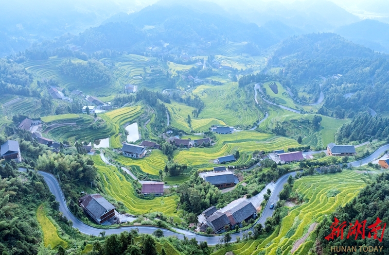 秋日梯田好“豐”景