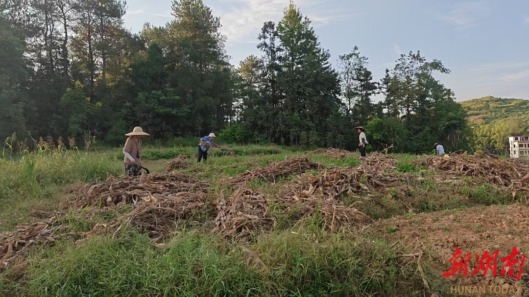 武岡市灣頭橋鎮(zhèn)：秸稈“變廢為寶”，繪就生態(tài)富民新圖景