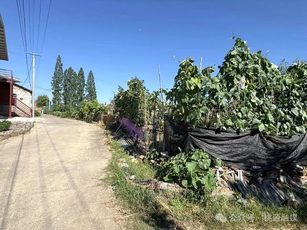 桃源縣漳江街道：“小柵欄”圍出群眾“幸福園”