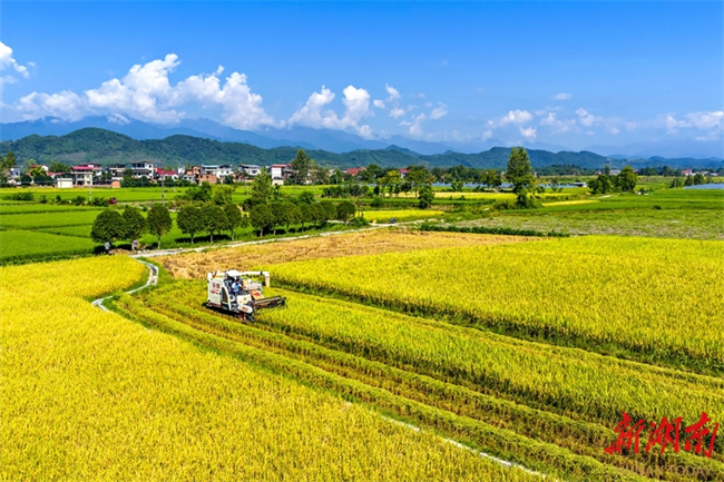 Middle-season Rice Enters Harvest Season in Dong'an County