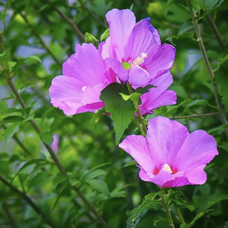 田坎侃丨湖南鄉(xiāng)村房前屋后的這種植物，葉可洗頭花可吃