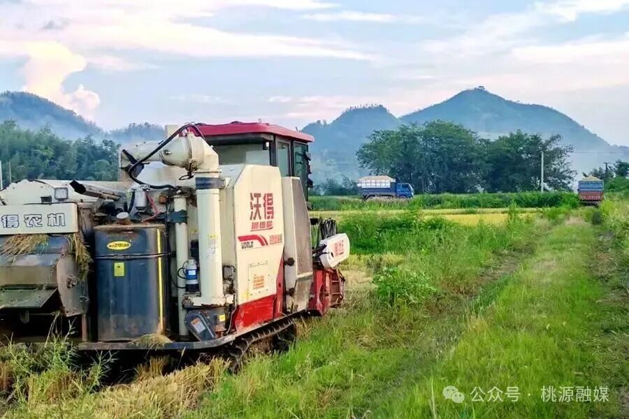 稻浪滾滾迎豐收！桃源縣夷望溪鎮(zhèn)中稻開鐮收割