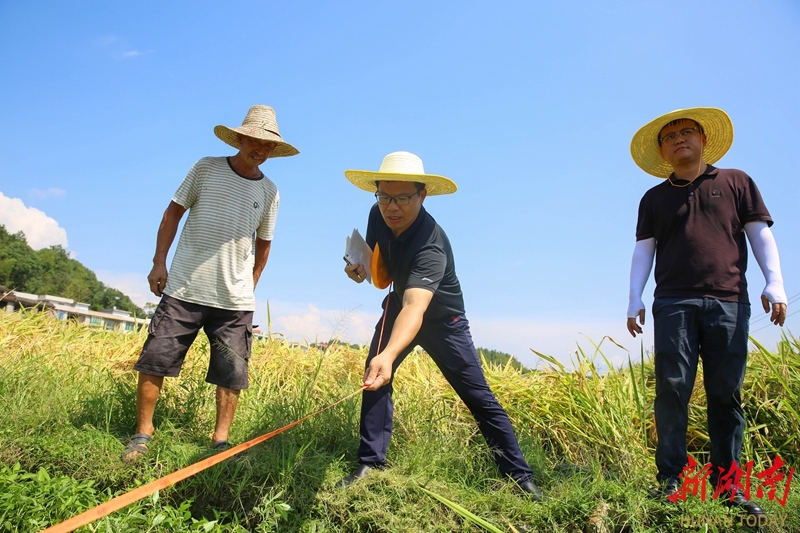 超級(jí)稻測(cè)產(chǎn)驗(yàn)收
