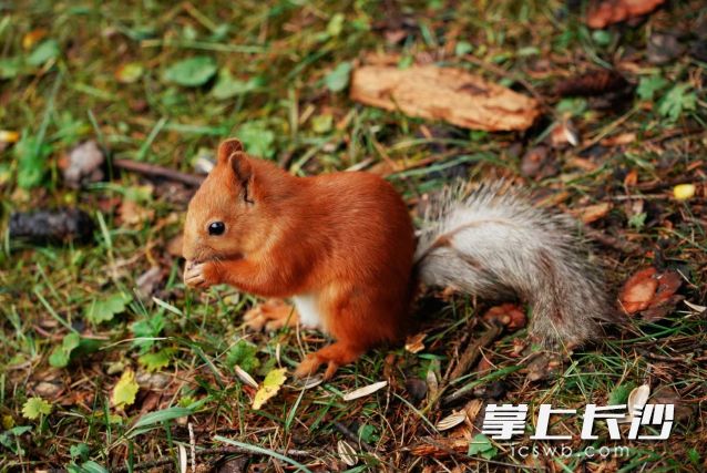 高溫“猛攻”后，降溫終于要來了！但別高興太早，還會熱回來……