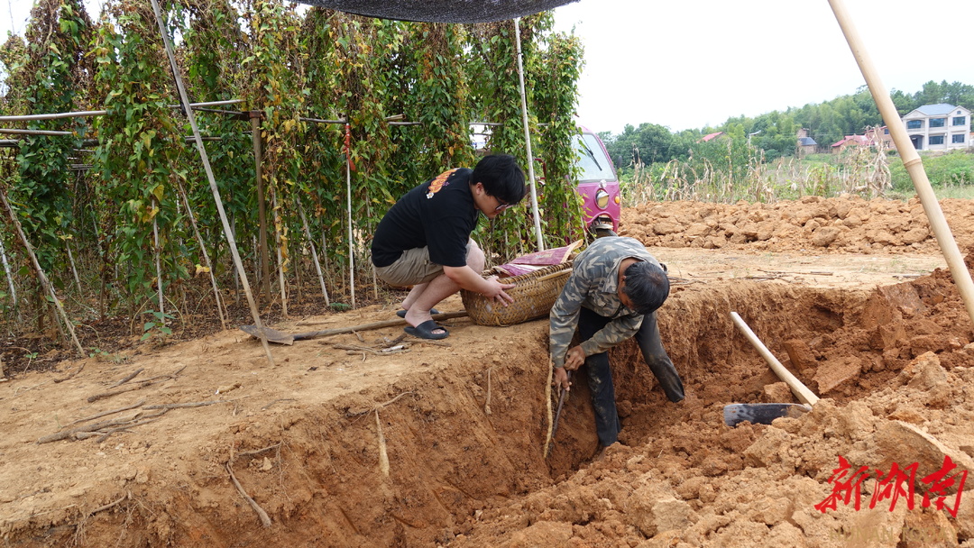 双峰县青树坪镇：“农丰祥”铺就淮山“绿色银行”