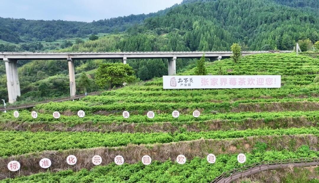 一片“武陵金葉”如何托起9萬茶農(nóng)的幸福？2025茶博會采訪團會前探訪張家界莓茶