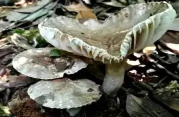 初秋野生蘑菇中毒高發(fā)，謹防“火炭菌”中毒