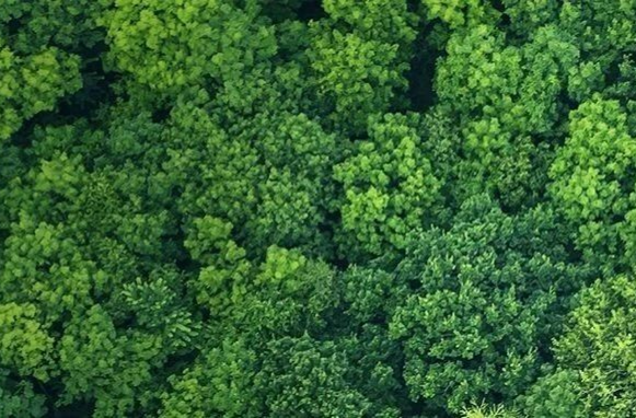 省應(yīng)急委辦公室通知：全面開(kāi)啟秋冬季森防模式，做好當(dāng)前森林防滅火工作