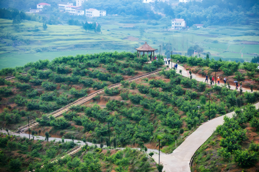 北塔區(qū)陳家橋鎮(zhèn)：聚力產(chǎn)業(yè)興旺 賦能鄉(xiāng)村振興