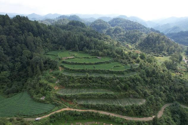 鳳凰這個(gè)村紫薯從田間地頭走進(jìn)向“云端”市場(chǎng)