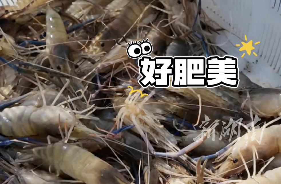 超肥美！西洞庭70畝羅氏沼蝦開捕