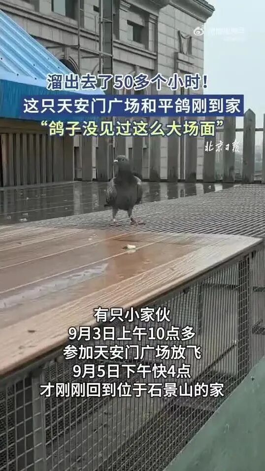這只參加閱兵的和平鴿，“下班”50多個小時剛到家……??