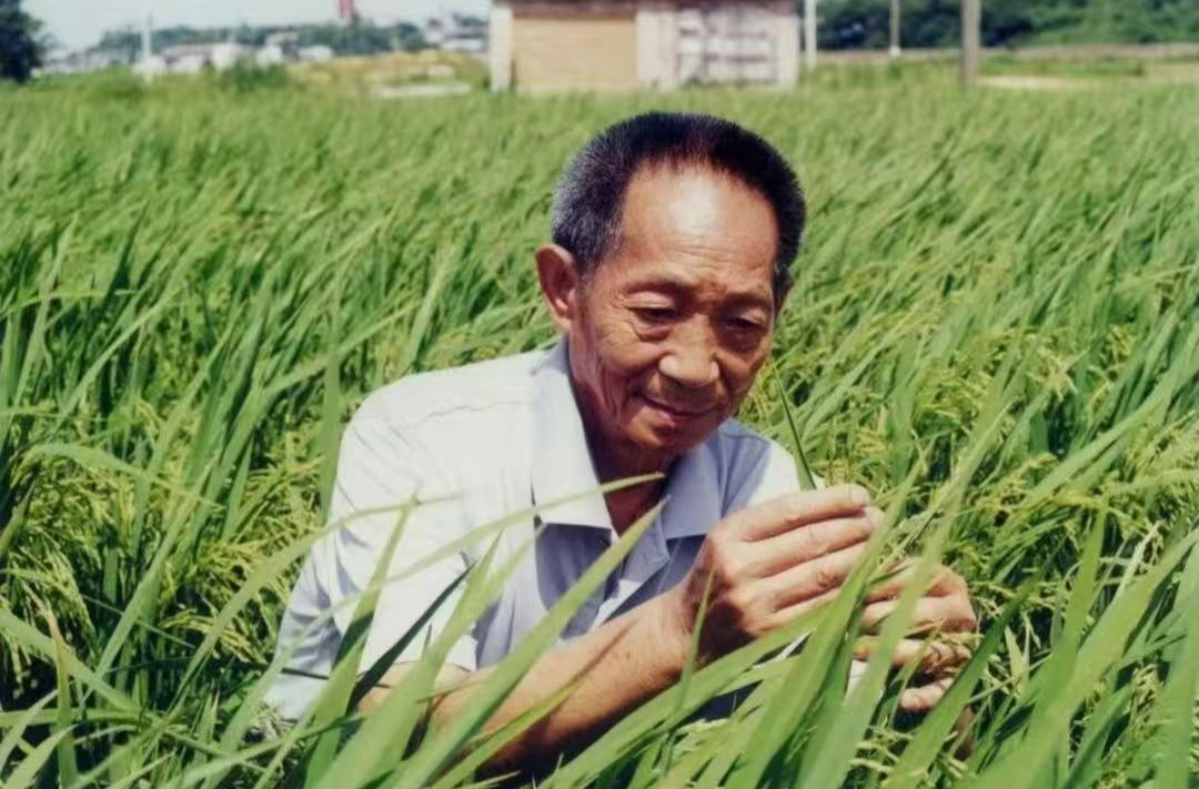 秋风起稻谷熟 今天再次怀念致敬袁隆平院士