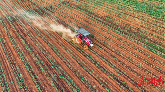 Fresh Corn Industry Helps Increase Farmers' Income