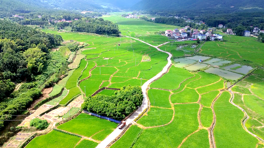 雙牌：“一噴多促”護(hù)航晚稻豐產(chǎn) 綠色防控實(shí)現(xiàn)增產(chǎn)環(huán)保雙贏