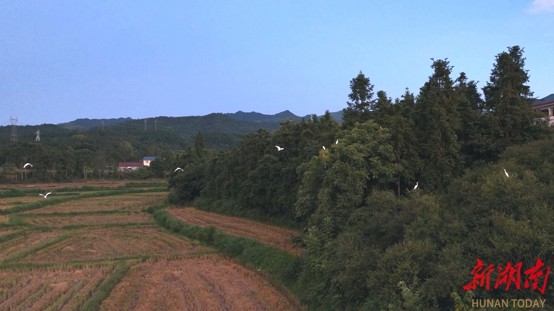 生態(tài)畫卷入眼來！成群白鷺駐足坨院街道犁頭園村