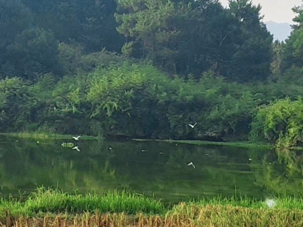 千畝稻田孕生機(jī)，產(chǎn)業(yè)生態(tài)兩相宜——洞口縣南景村書寫鄉(xiāng)村振興新答卷
