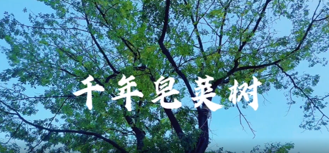 視頻 | 千年古樹下的鄉(xiāng)村振興圖景?