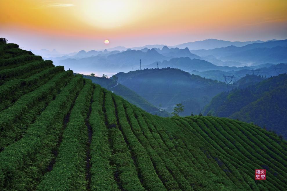 2025湖南茶葉高質(zhì)量發(fā)展“十強(qiáng)縣（市）”沅陵縣：一葉碣灘起 千年茶韻新