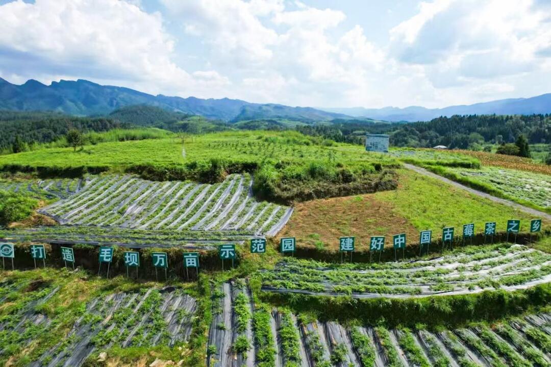 2025湖南茶葉高質(zhì)量發(fā)展十強(qiáng)縣（市）永順縣：藤葉生金 潤(rùn)澤滿溪洲