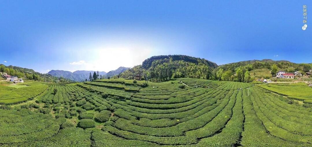 2025湖南茶葉高質(zhì)量發(fā)展“十大品牌”桑植白茶：一片茶葉的遠(yuǎn)行