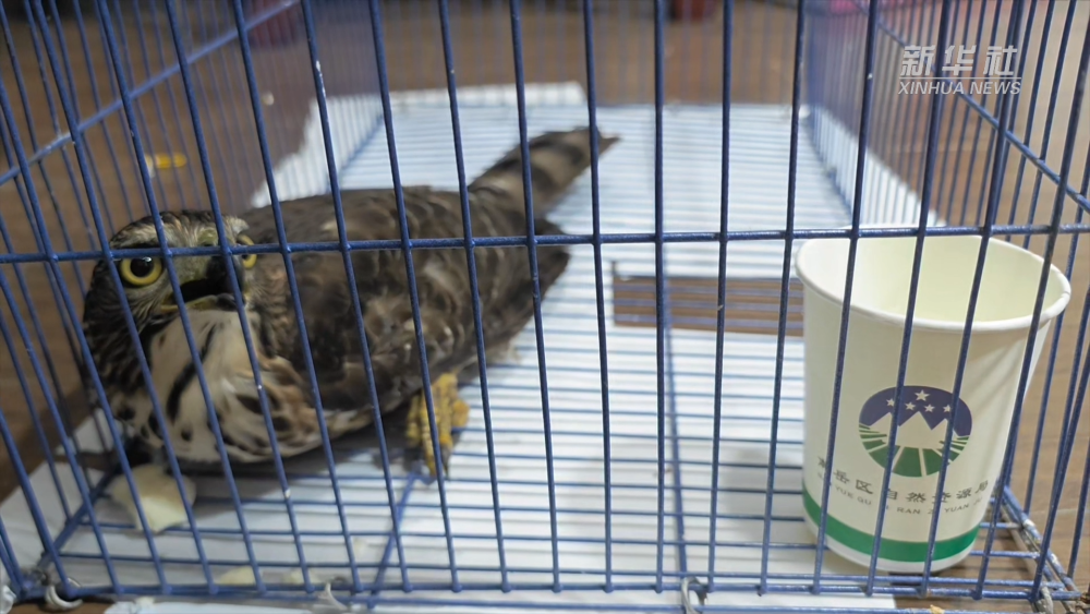 南岳：受傷鳳頭鷹獲救并被放歸自然