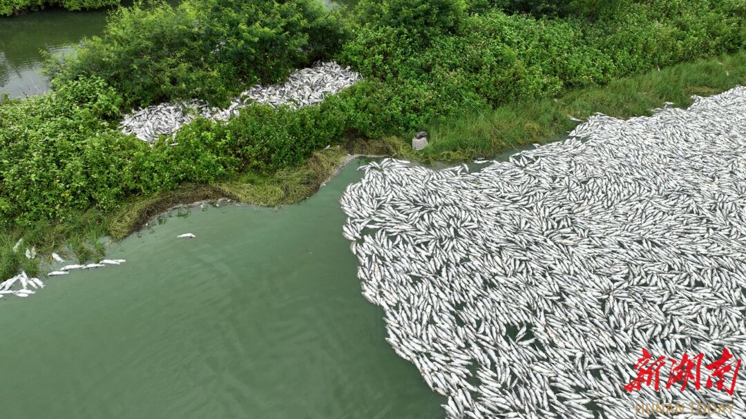 廣西防城港一魚塘深夜斷電，十余萬斤魚死亡