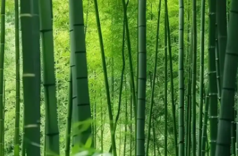 國家竹產(chǎn)業(yè)研究院：科技賦能讓翠竹生金