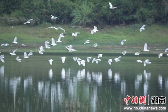 湖南多措并舉筑牢鳥類保護安全屏障