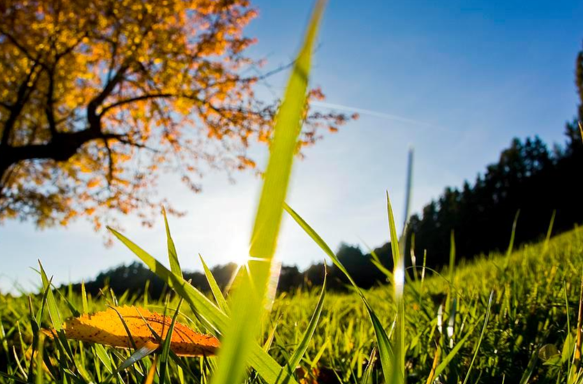 秋季花粉“猛于春”？快收下這份過敏防護指南