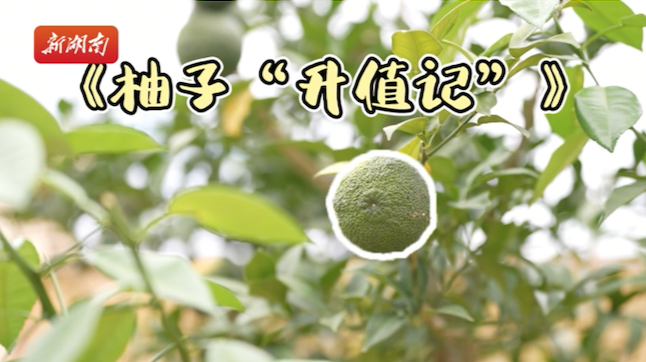 探鏈丨柚子“升值記”！從無人下口到渾身是寶