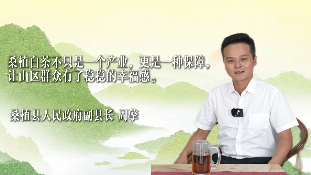 2025湖南茶葉高質(zhì)量發(fā)展“十強(qiáng)縣（市）”白茶香處是桑植——在澧水之源，讀懂一片葉子的產(chǎn)業(yè)密碼