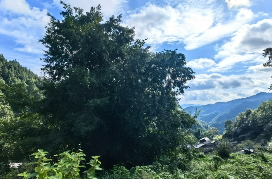 城木相依，法護(hù)長情 | “夫妻樹王”帶著“孩子”守護(hù)苗寨500年 從情感守護(hù)到制度保障，花垣縣磨子村續(xù)寫生態(tài)和諧新篇