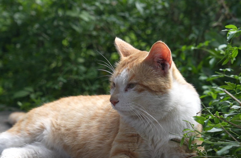 贵阳“挖眼虐猫”事件系AI编造谣言，造谣者已被行政处罚