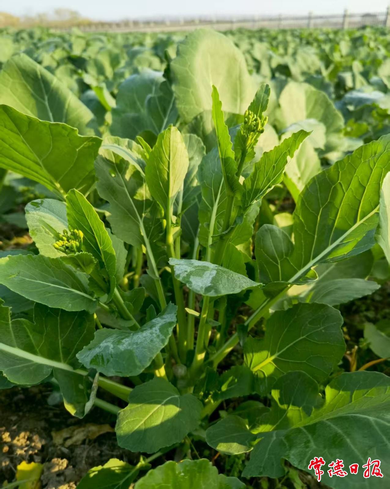 常德2個油菜新品種通過農(nóng)業(yè)農(nóng)村部非主要農(nóng)作物品種登記