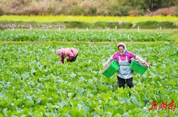 村播助農(nóng) 湘品出圈｜永州蔬菜加速走向全球餐桌