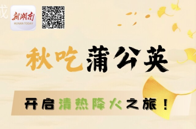 “醫(yī)”圖讀懂｜蒲公英，藥食同源、渾身是“寶”