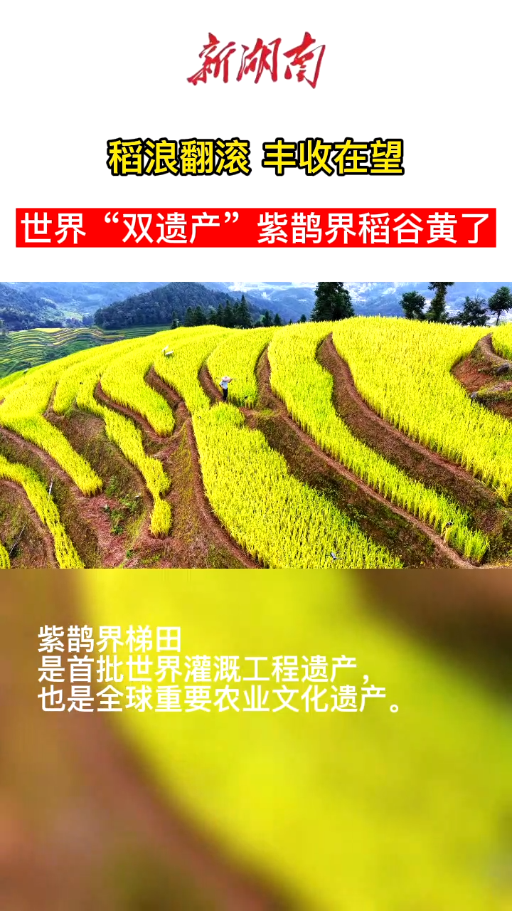 视频|丰收在望！世界“双遗产”紫鹊界稻田“生金”