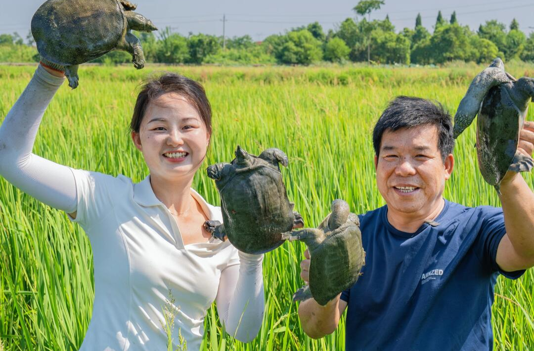 田坎侃丨稻田里抓到的甲鱼，是什么味道？
