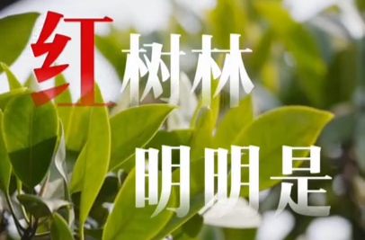 幸会中国丨中国海上绿色“长城”，见证绿色发展的深刻革命