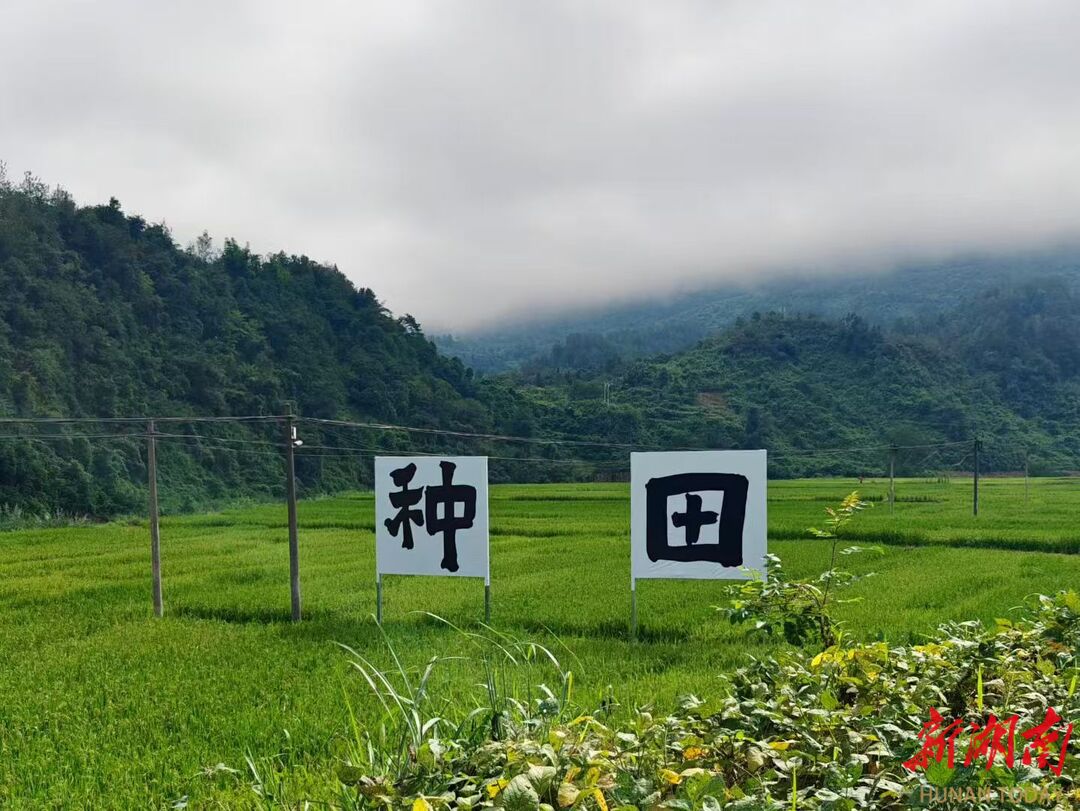 美文欣赏丨廖家村的稻田