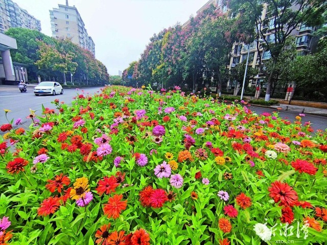 秋花盛放 扮靓莲城