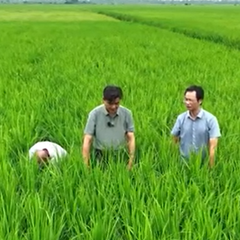 跟着院士去种地⑪丨精准调控“预产期”，确保晚稻“顺产”丰收