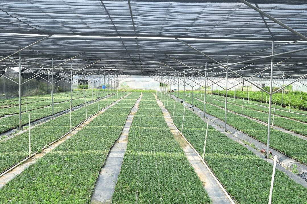 长沙县：14万亩花木绘就乡村振兴新图景