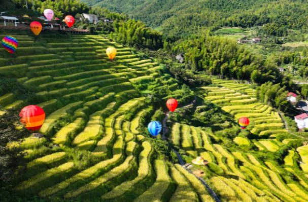 Huyang Terraced Fields in Golden Hue Greet Tourists