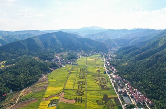 Stunning Rice Paddy Art Displayed in Hengyang County