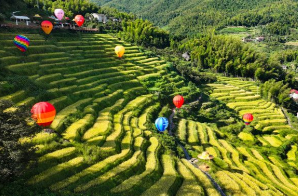 Huyang Terraced Fields in Golden Hue Greet Tourists