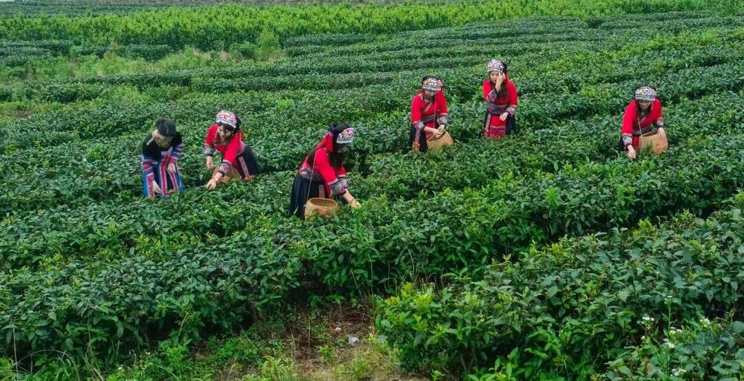 2025湖南茶叶高质量发展“十佳科技领军企业”常茶科技：千年茶香未尽，科技赋能新生