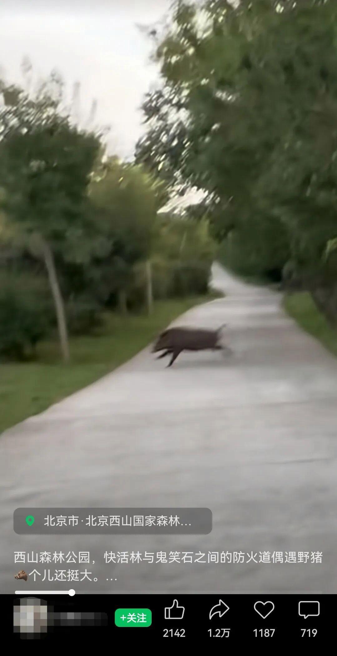 北京西山森林公园惊现野猪?多方回应→