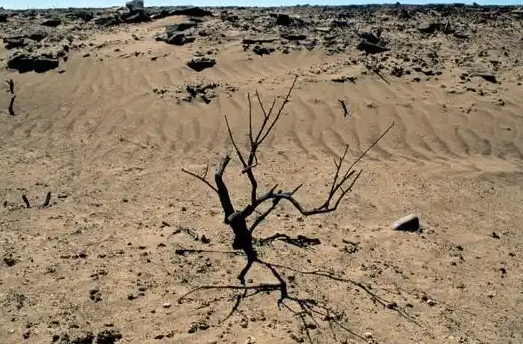 让荒漠化防治“中国方案”为世界作贡献